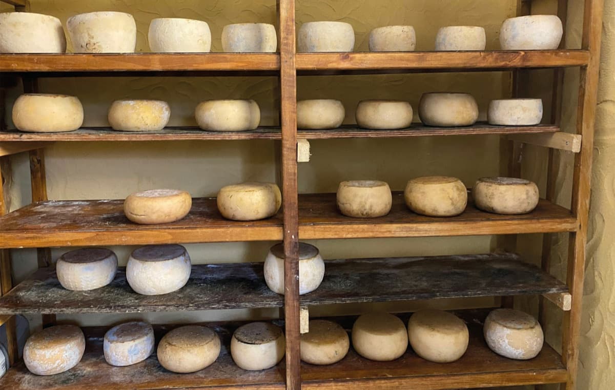 Cheese wheels ripening on wooden shelves